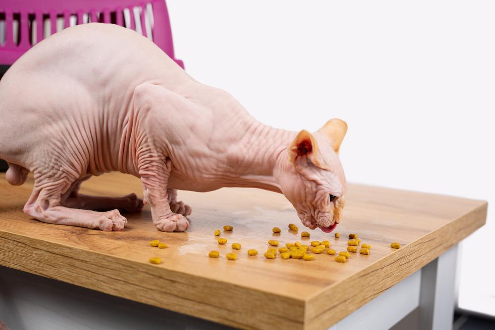 Запрещенные продукты для сфинксов 