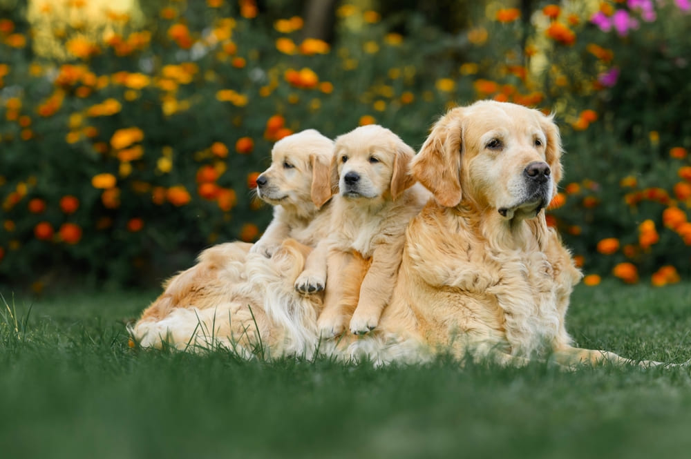 Избыточное кормление влияет на продолжительность жизни золотистого ретривера