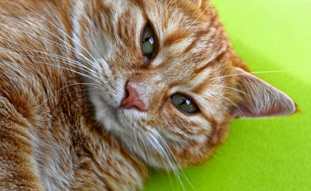 Признаки повышенного или пониженного давления у кошки