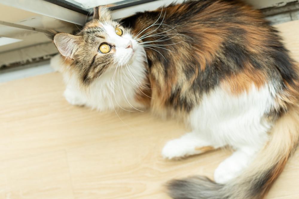 Причины развития рака молочной железы у кошек Причины развития рака молочной железы у кошек