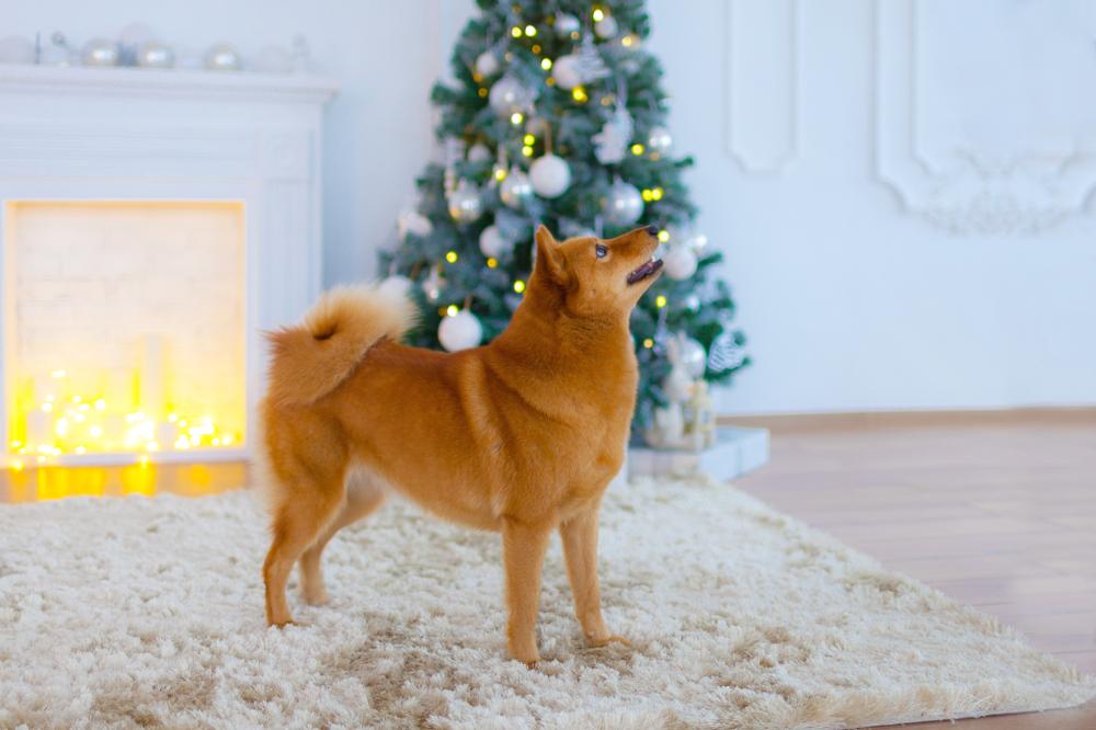 Здоровье и болезни финского шпица