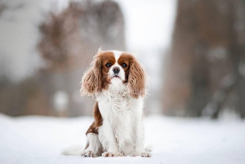 Собаки из отечественных фильмов: кавалер-кинг-чарльз-спаниель Собаки из отечественных фильмов: кавалер-кинг-чарльз-спаниель