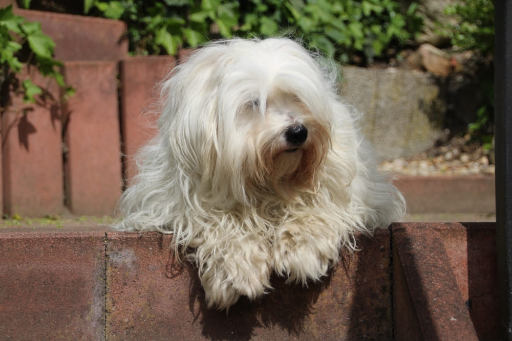 Так выглядит котон-де-тулеар