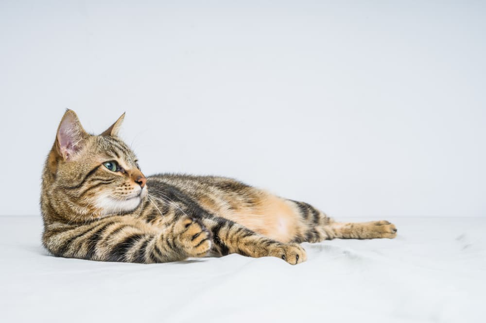 Болезнь бенгальской кошки может проявляться вялостью