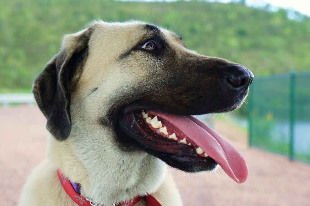 Kangal 