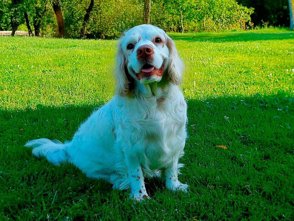 Беременность кламбера длится около 55-66 дней