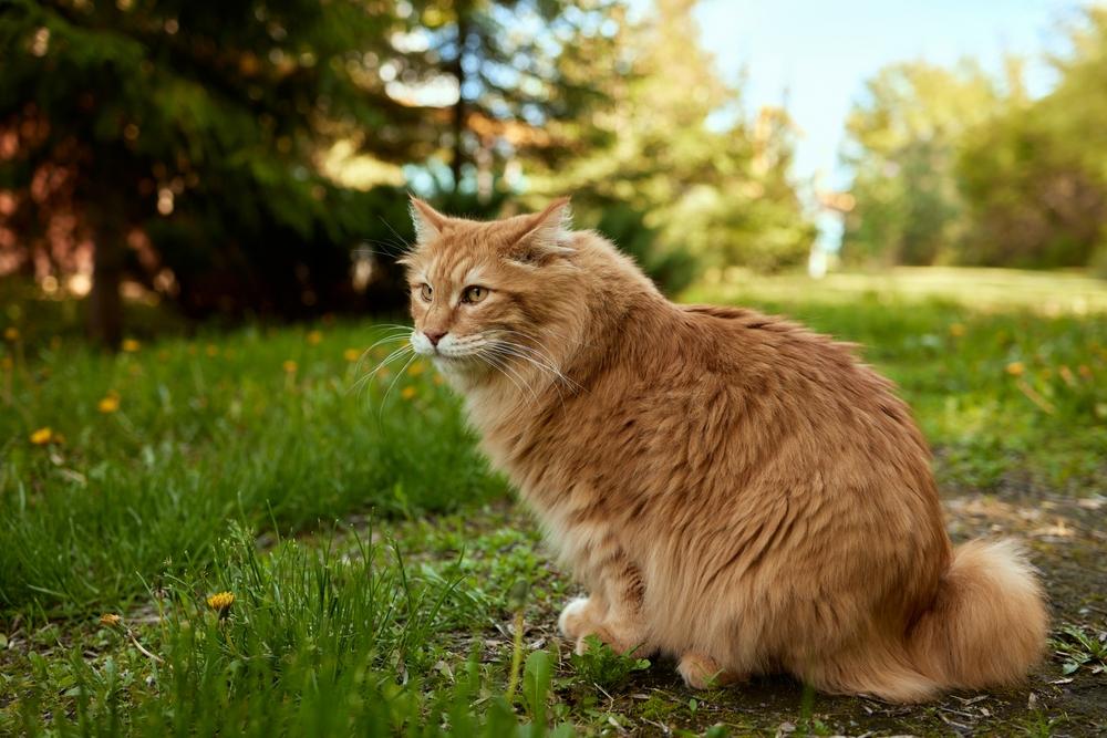 История появления курильского бобтейла