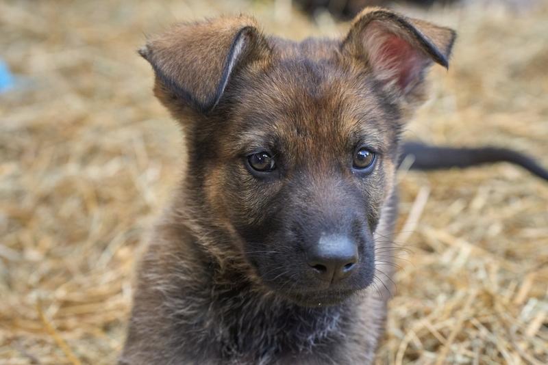 От чего зависит показатель, сколько весит немецкая овчарка?