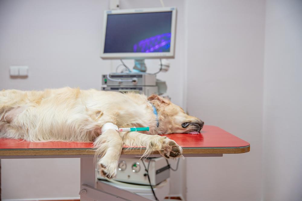 Диагностика кардиомиопатии у собак в ветклинике Диагностика кардиомиопатии у собак в ветклинике
