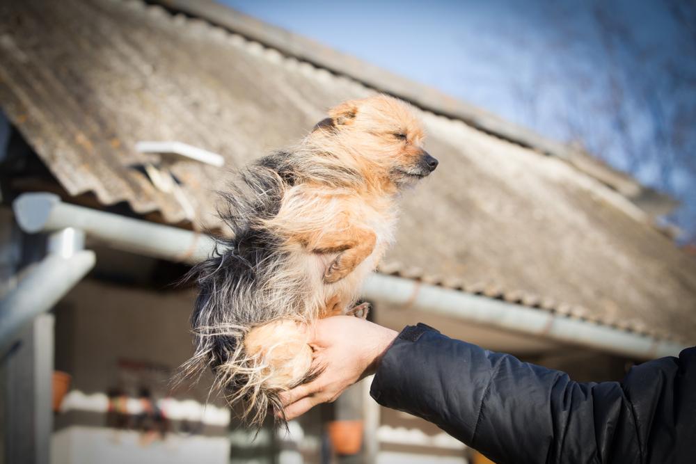 Возможные заболевания чорки