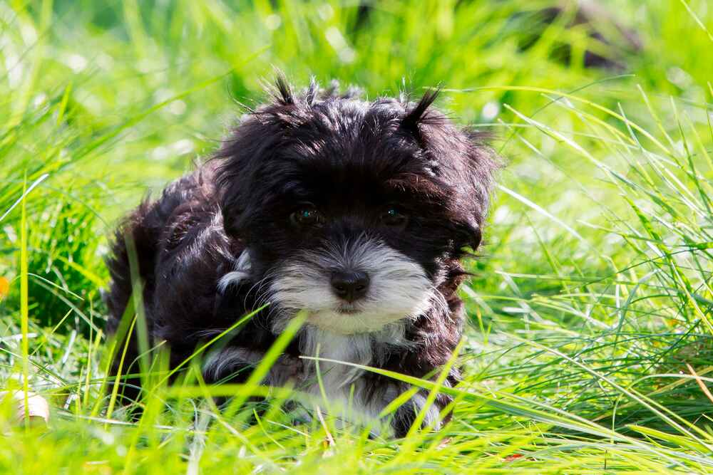 Гаванский бишон нуждается в вакцинации