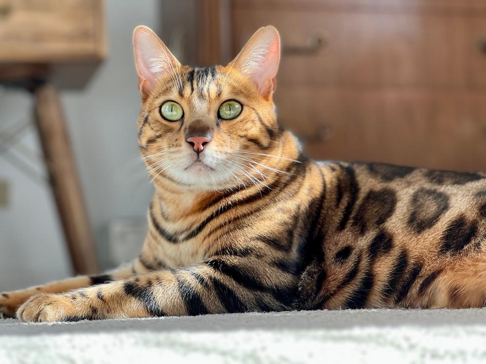 Имена для бенгальских кошек