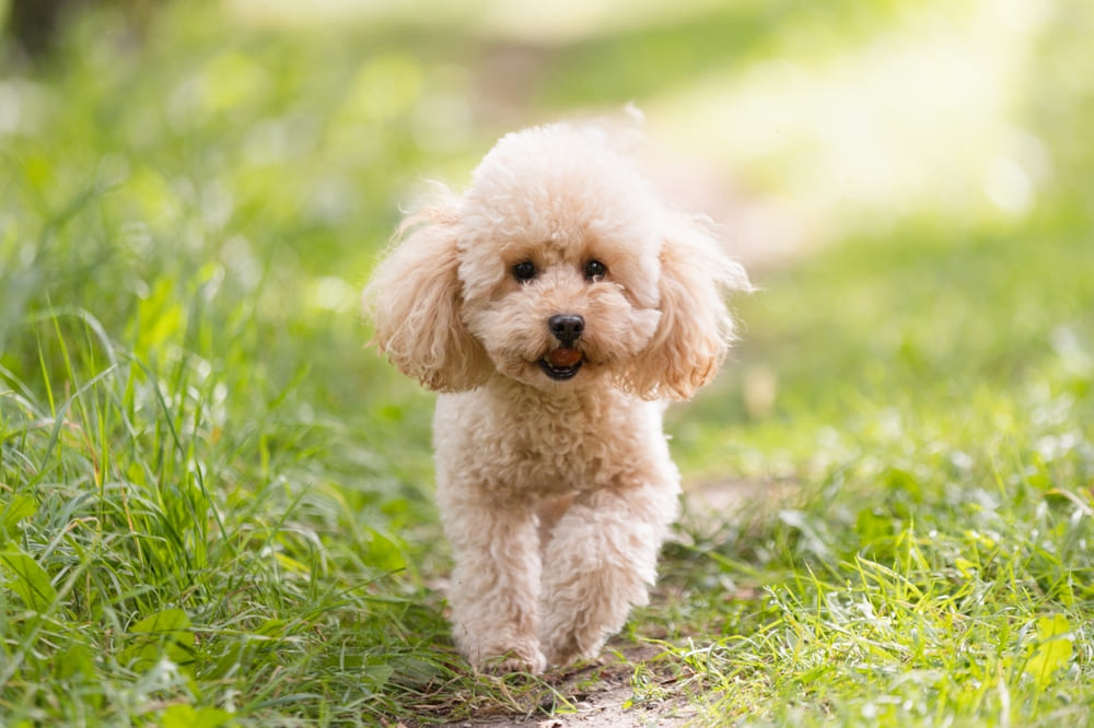 Владельцу важно следить, когда начнется первая течка у той-пуделя