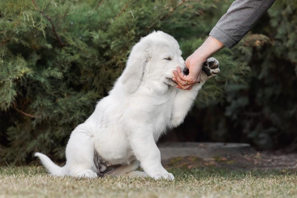 Питьевой режим алабая Питьевой режим алабая
