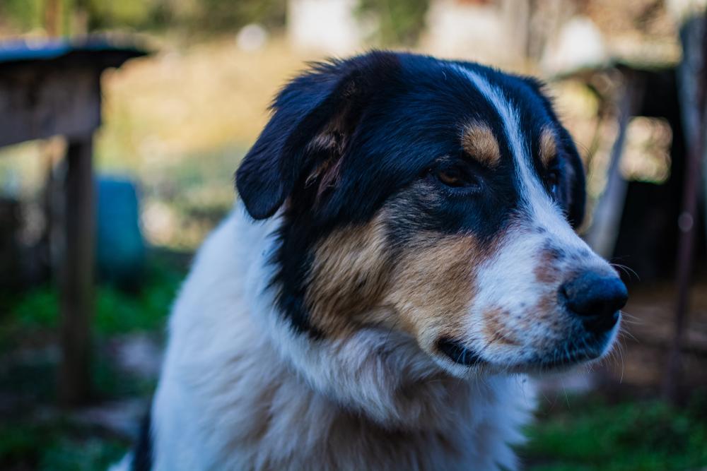 Характер греческой овчарки