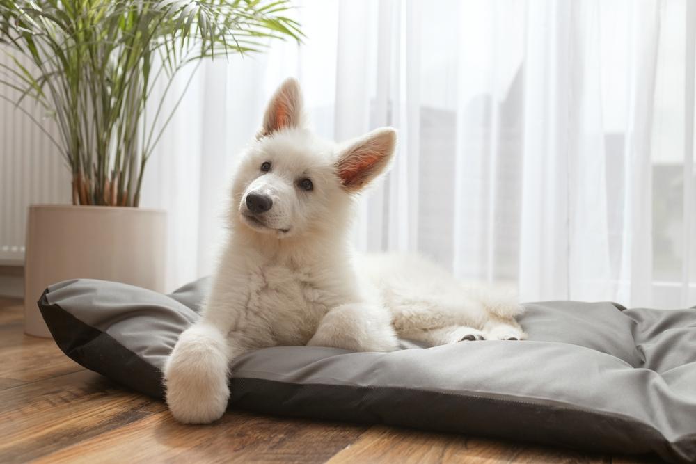 Белый окрас у немецких овчарок связан с генами