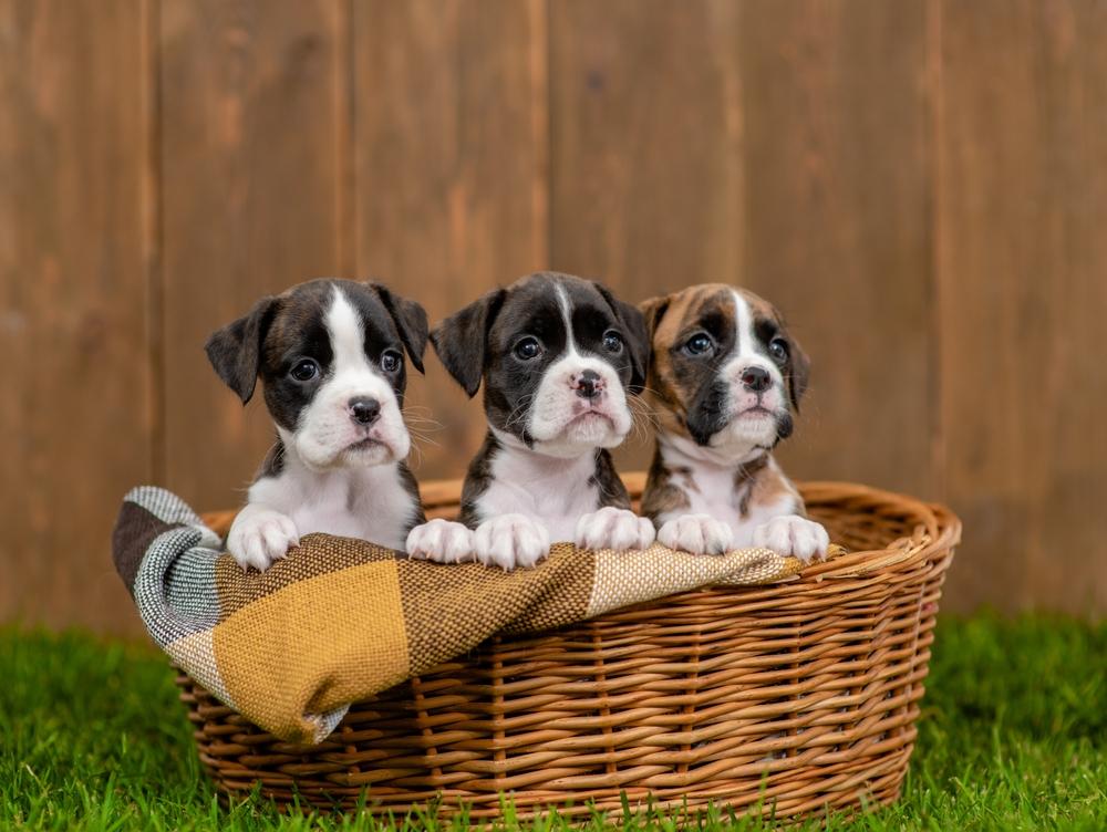 Как проверить породу собаки при покупке