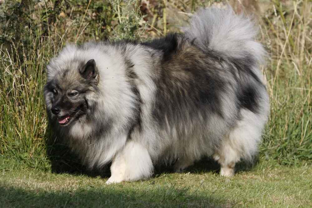 Волчий шпиц отличается густой шерстью