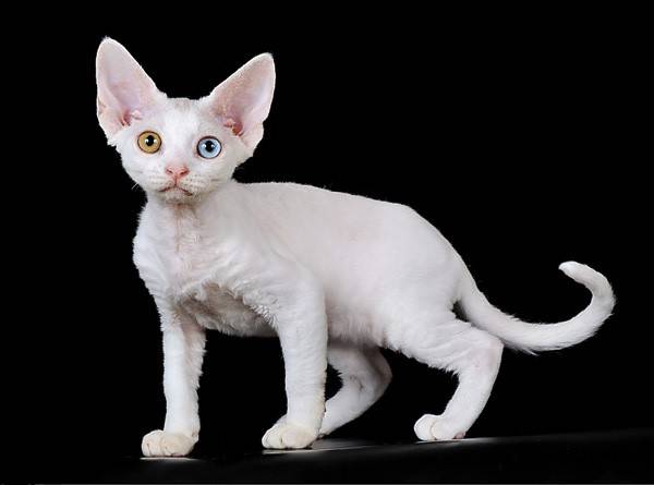 Условно лысые породы кошек: рексы