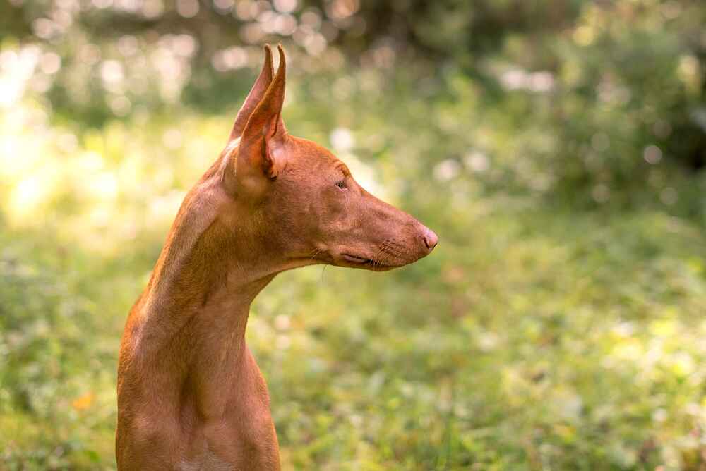 Как сицилийская борзая относится к детям?