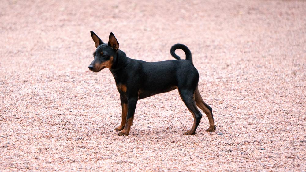 Темперамент манчестерского терьера