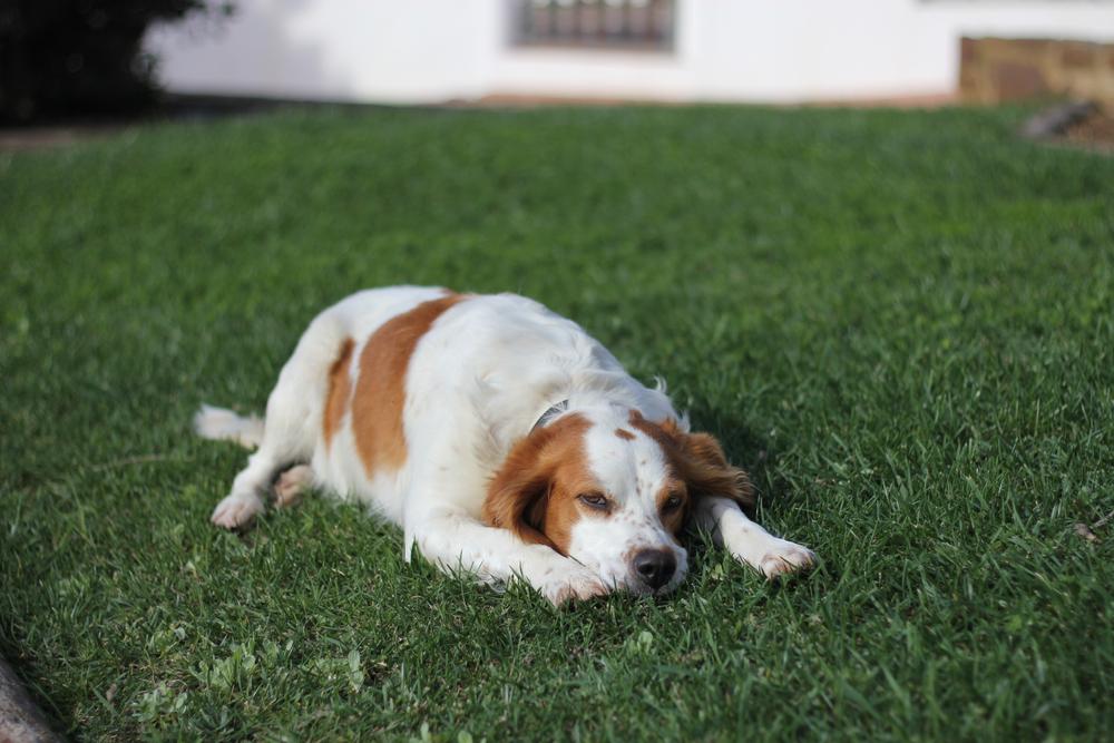 Содержание бретонского эпаньоля 
