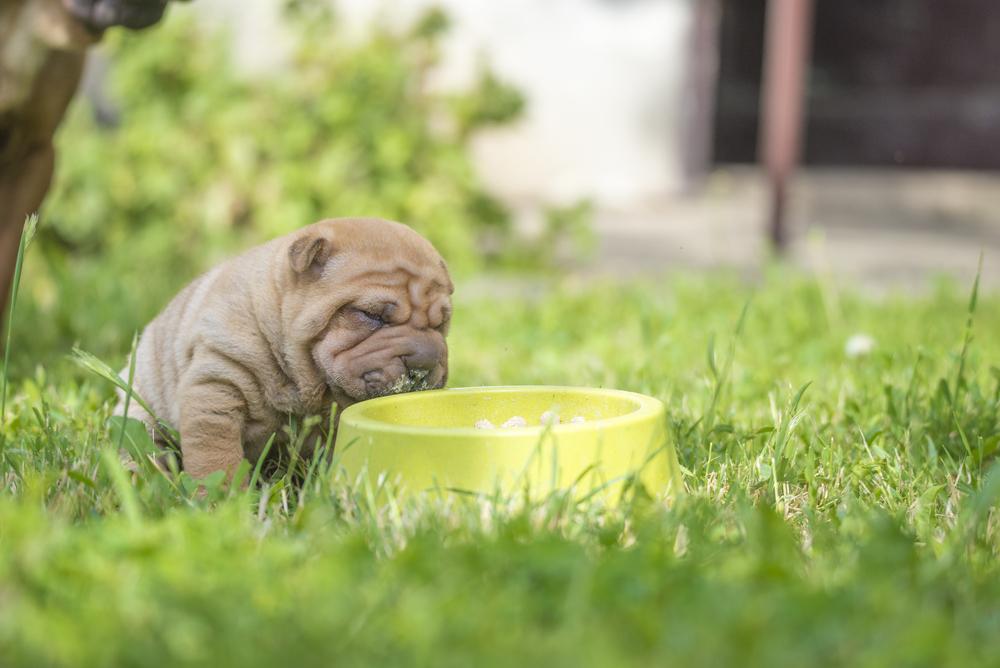 Чем кормить щенка шарпея