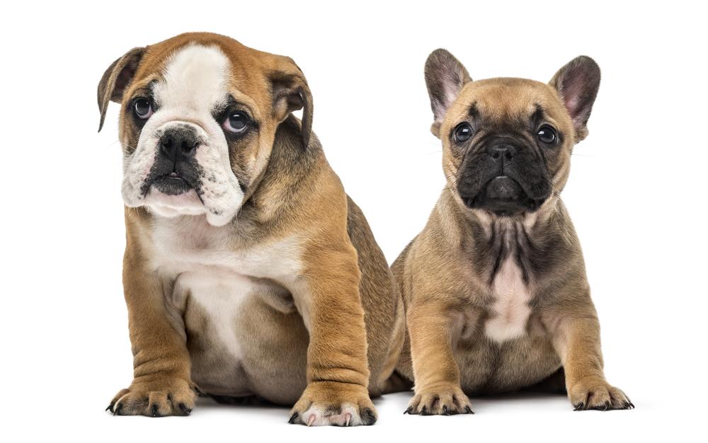 Сравнение английского и французского бульдога Сравнение английского и французского бульдога