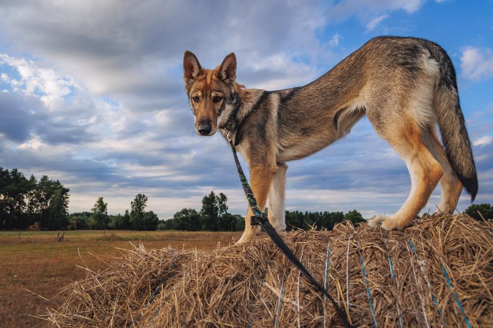 Выгул и активность тамасканской собаки