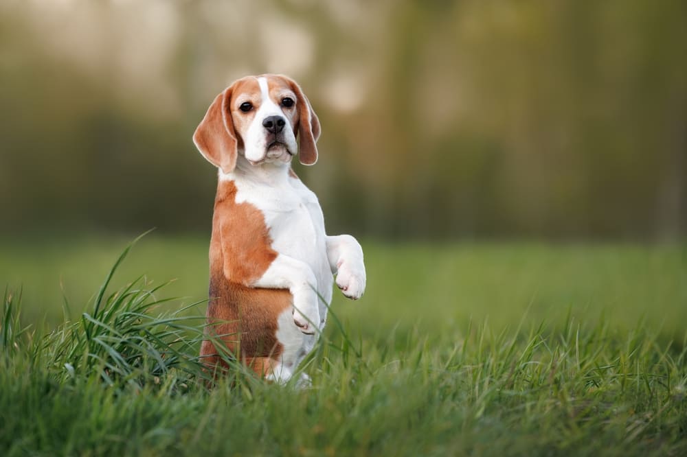 У биглей обнаруживают болезнь, связанную со щитовидкой