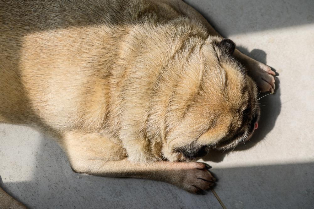 Вызывает ли мопс аллергию?