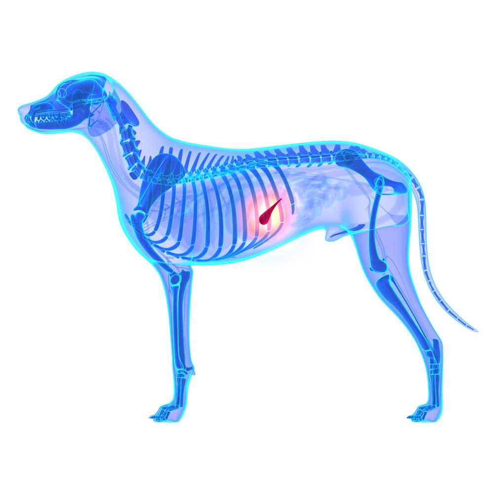 амилаза как показатель здоровья поджелудочной железы у собак