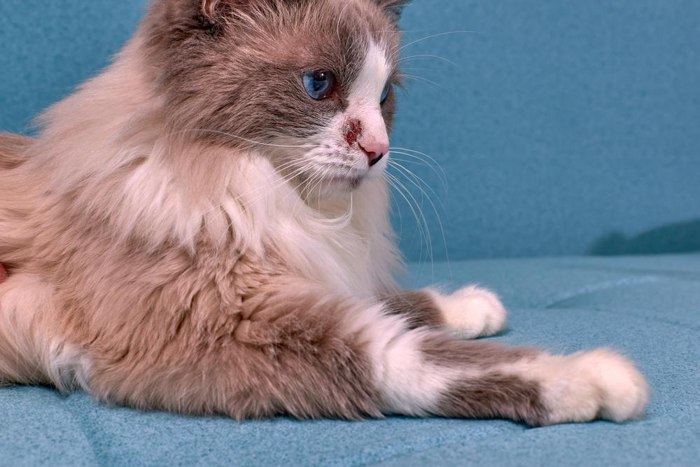 Прогнозы на дальнейшую жизнь после атопии у кошек Прогнозы на дальнейшую жизнь после атопии у кошек