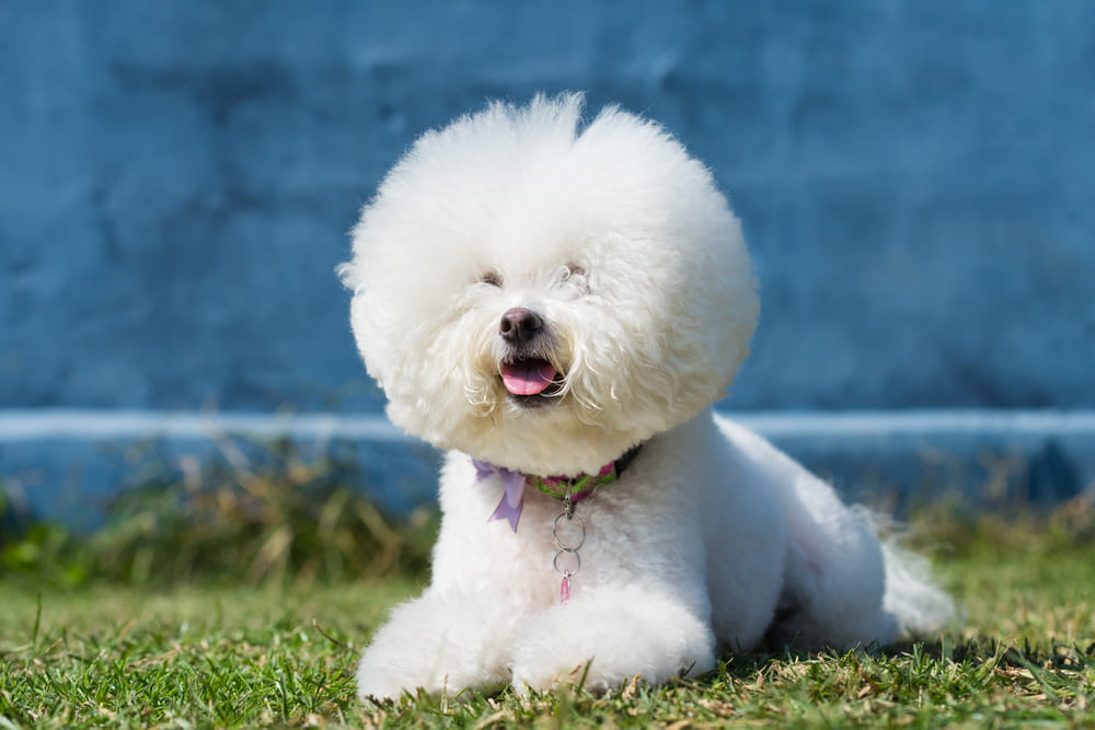 То, сколько прожил бишон фризе, можно сравнить с человеческим возрастом