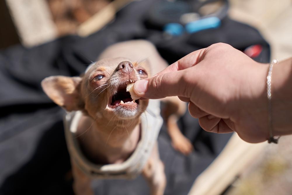 Что нужно учитывать при кормлении той-терьера Что нужно учитывать при кормлении той-терьера