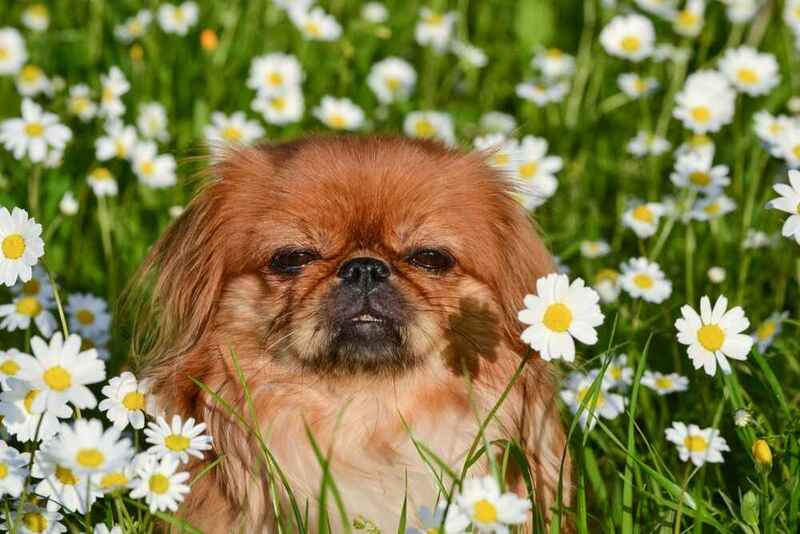 Вес пекинеса нужно регулярно проверять