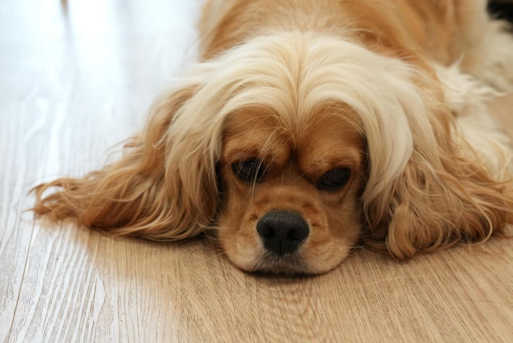 Американскому кокер-спаниелю требуется обработка от паразитов