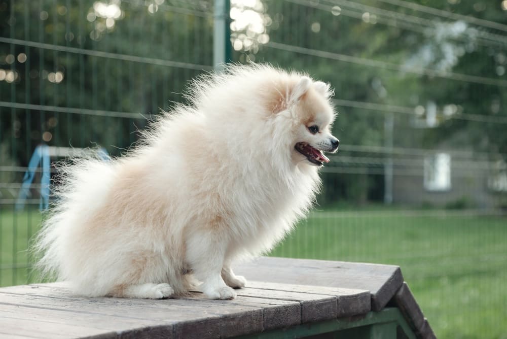 Померанским шпицам нужна гигиена глаз и ушей