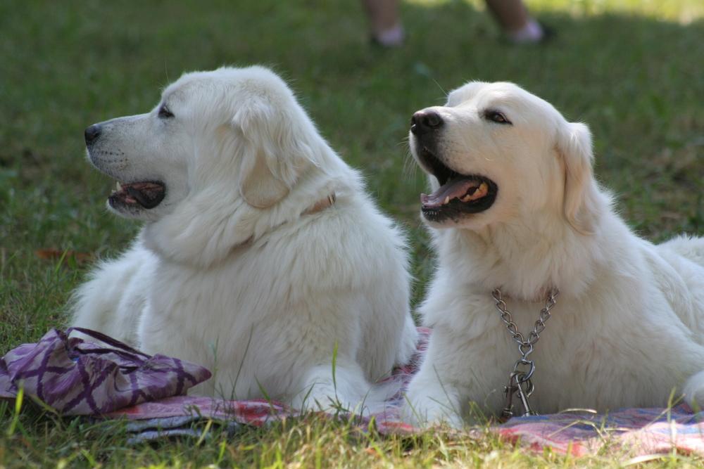 История происхождения подгалянской овчарки