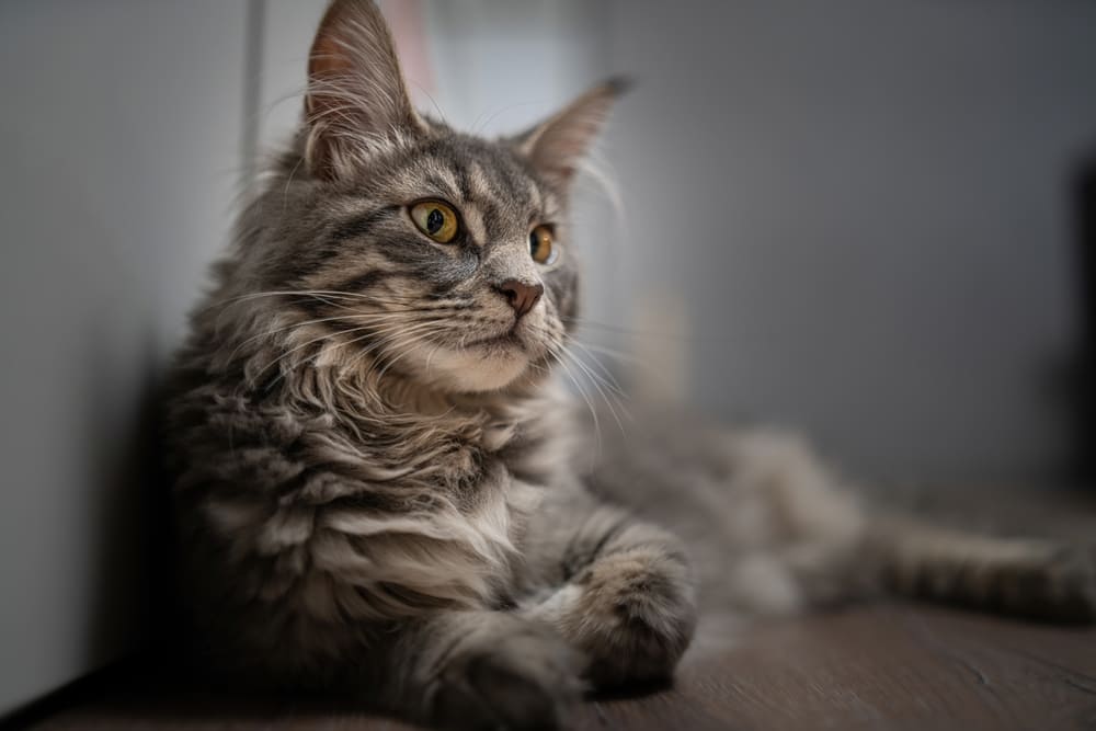 После вязки мейн-куна берегут от стресса