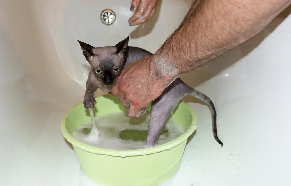 Как часто нужно мыть сфинкса