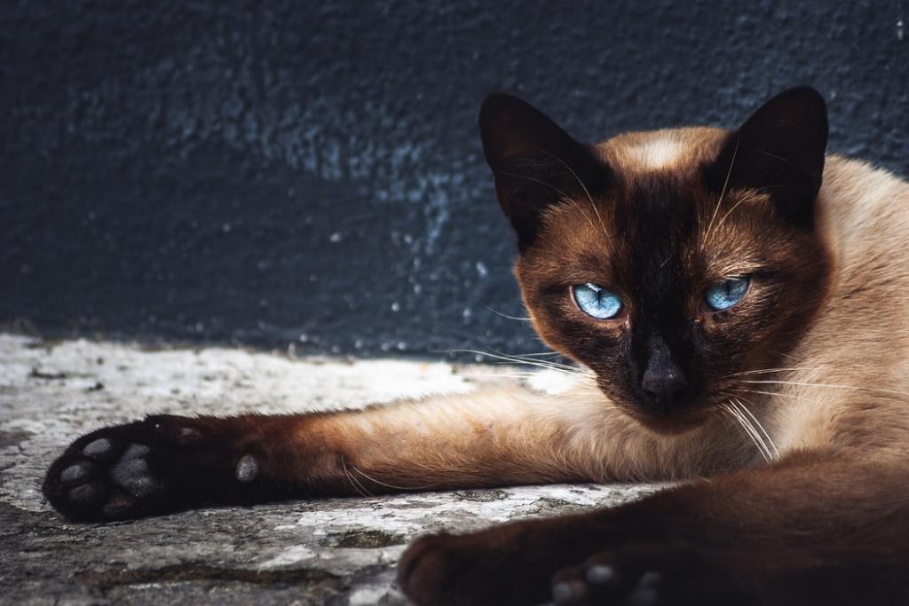 Опасность микоплазмоза для кошек