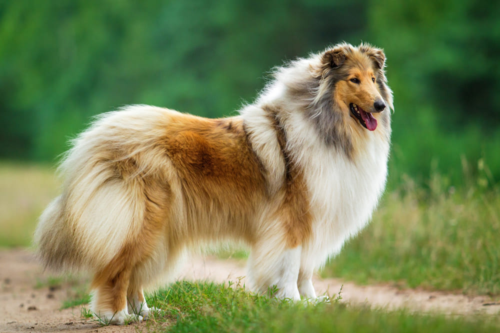 Как выглядит шотландская овчарка, можно узнать в стандарте 