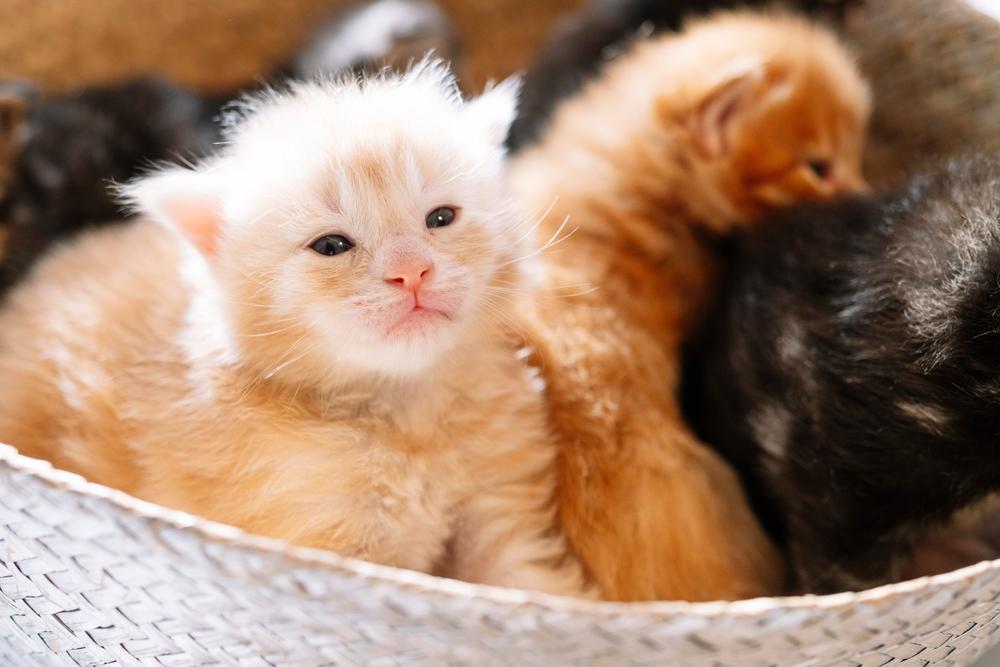 У котенка слезятся глаза из-за защитной реакции