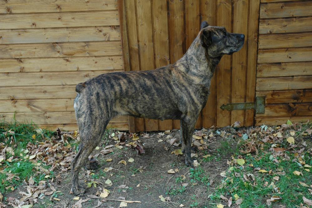 Уход и содержание као де кастро-лаборейры