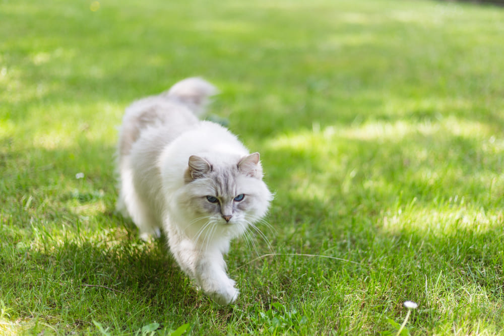 Профилактика влияет на то, сколько проживет рэгдолл