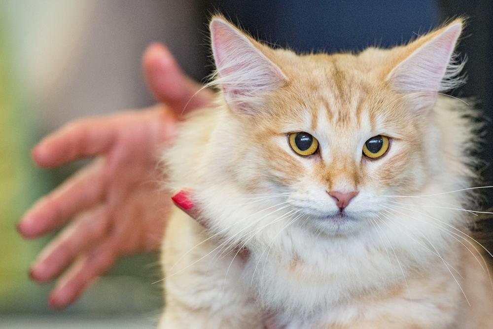 Самые неприхотливые породы кошек для частного дома: норвежская лесная Самые неприхотливые породы кошек для частного дома: норвежская лесная