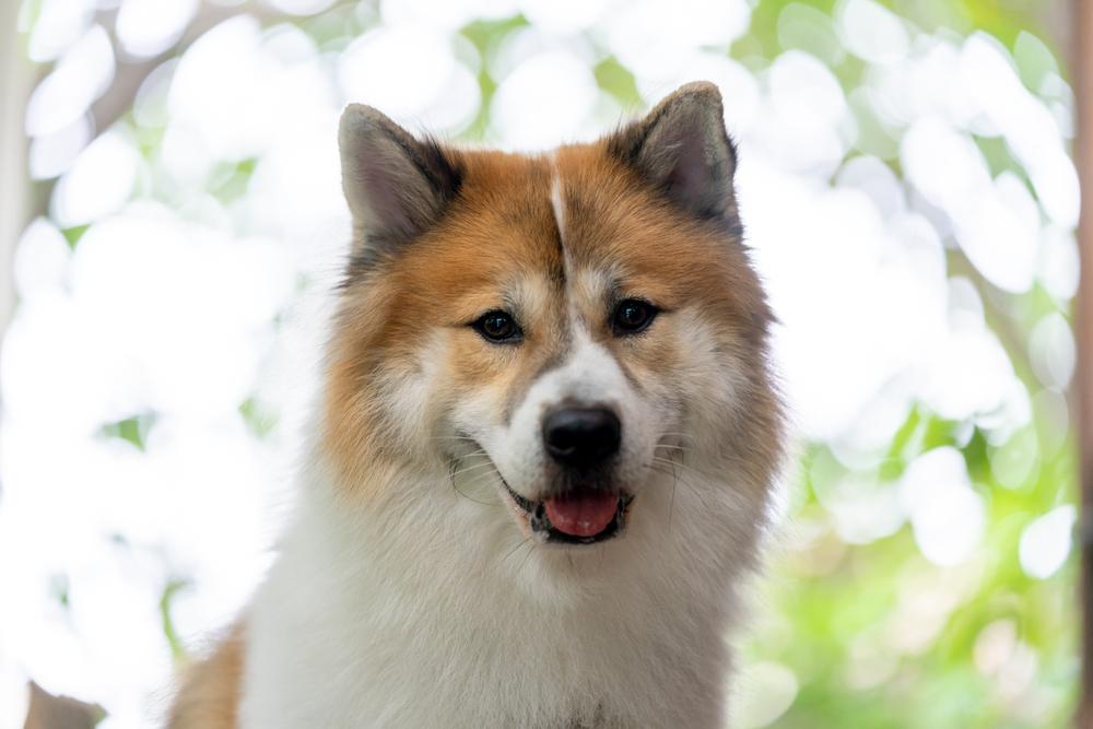 Возможные заболевания тайского бангку