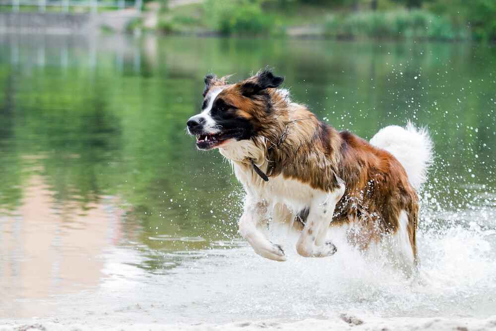 Шерсть московской сторожевой нуждается в уходе
