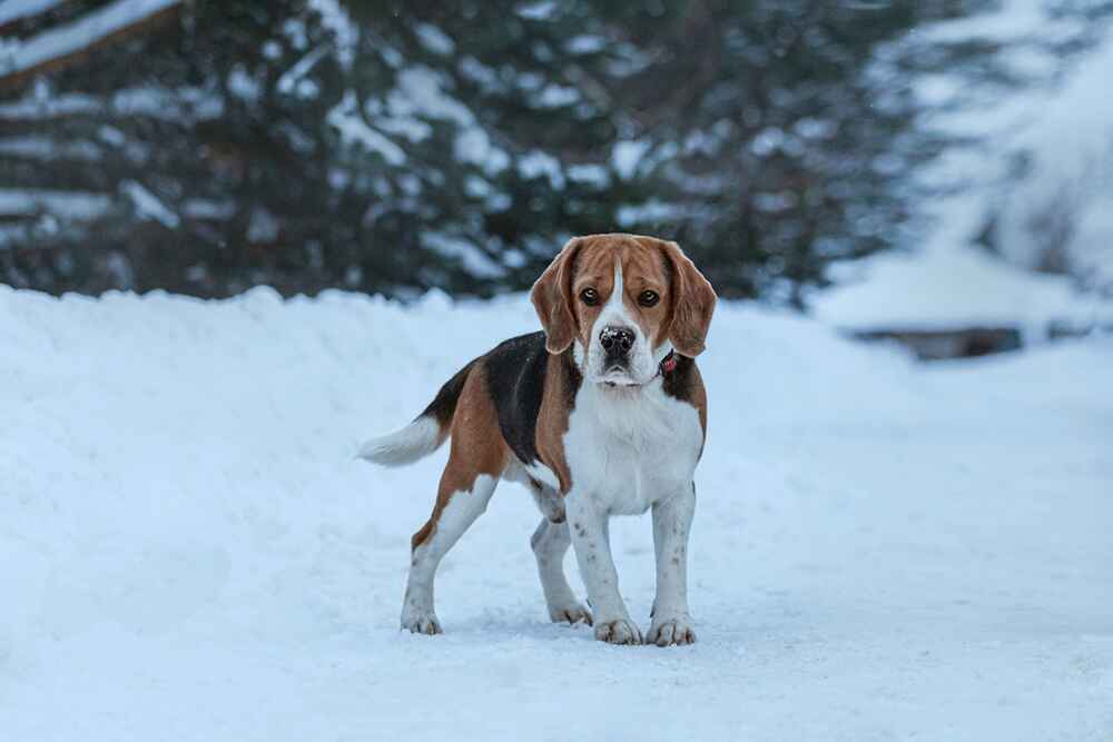 Охотничий бигль